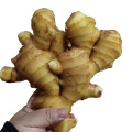 2021 Wholesale organic fresh ginger for export